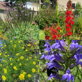 Jewel tone seed mix for full sun & moist soil item