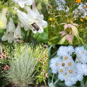 Shorter full sun/dry soil mix item