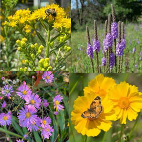 Tall dry soil/full sun mix item