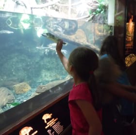 Kim's Kids - 20% off camp fees (Adventure) item