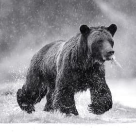 Wildlife Photograph by Brian Hunt item