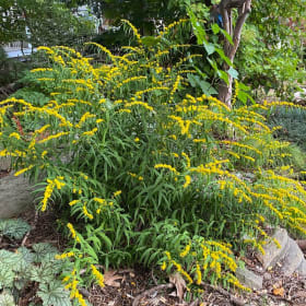 Blue-stemmed goldenrod (Solidago caesia) item