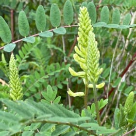 Canada Milkvetch (Astragalus canadensis) item