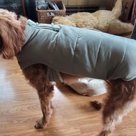 Dog and cat clothing item