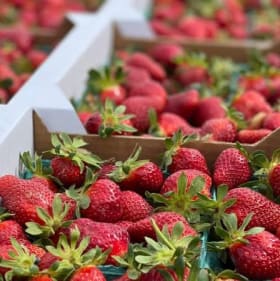 Host Sponsor - Catesa Farms item