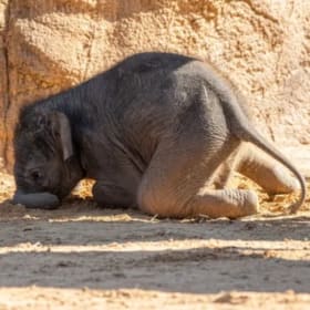 4 Guest Admission Tickets to Houston ZOO item