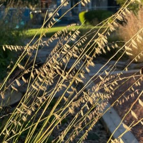 Sideoats grama (Bouteloua curtipendula) item