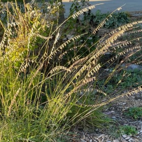 Sideoats grama (Bouteloua curtipendula) item