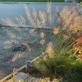 Prairie Dropseed (Sporobolus heterolepis) item