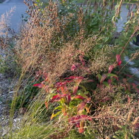 Prairie Dropseed (Sporobolus heterolepis) item