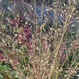 Prairie Dropseed (Sporobolus heterolepis) item