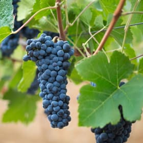 Suisun Valley Wine Tasting Experience item