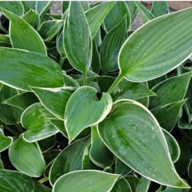 H. 'And You and I' item