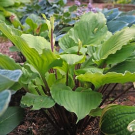 H. 'Endless Gift' item