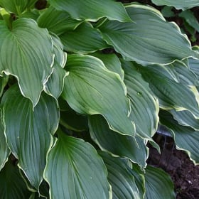 H. 'Barracuda' OS item