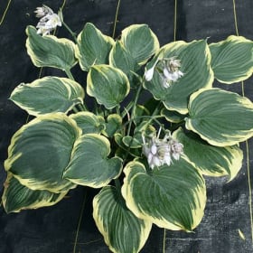 H. 'Big Boss Man' item