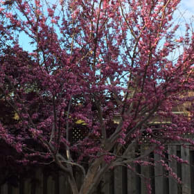 Eastern Redbud Tree (Cercis canadensis) - 20/package item