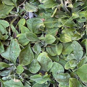 Pussy toes (Antennaria neglecta) item