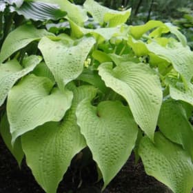 H. 'Soul Shine' OS item