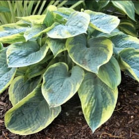 H. 'Blueberries and Cream' item