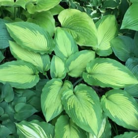 H. 'Beau Brummell' item