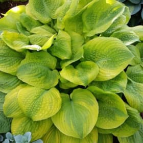 H. 'Country Confessions' item