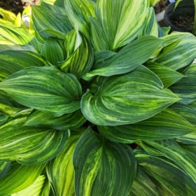 H. 'Hollywood Hansel and Gretel' OS item