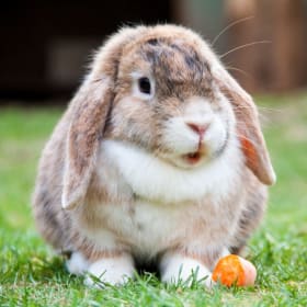 Lunch with Mrs. Watkins' Bunnies! item