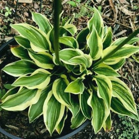 H. 'Ganny Sandy' item