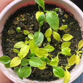 SEEDLINGS - Choice of Ten item