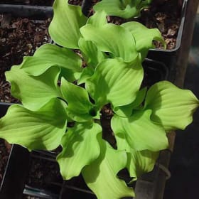 H. 'Shy Mouse' OS item