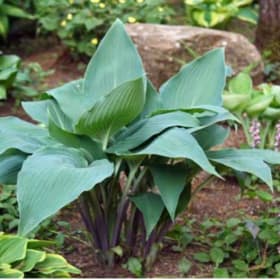 H. 'Purple Rain' item