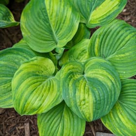 SEEDS (H. 'Ice Age Trail' x H. 'Clear Fork River Valley') item