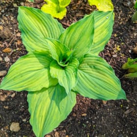 SEEDS (H. 'Dorothy Benedict' x OP) item