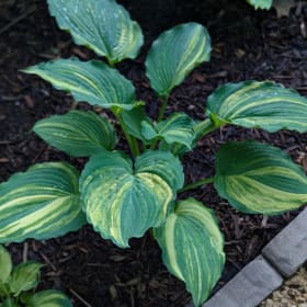 SEEDS (H. 'Dorothy Benedict' x OP) item