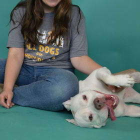 All Dogs Are Individuals- Unisex Triblend Tee item