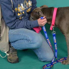 All Dogs Are Individuals Leash item