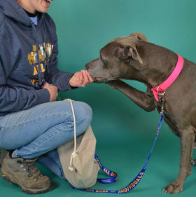 All Dogs Are Individuals Leash item