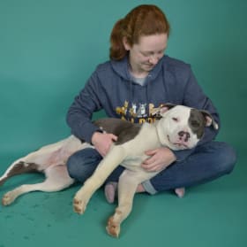 All Dogs Are Individuals Sweatshirt item