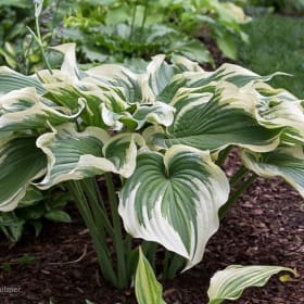 H. 'Grace Wins' item