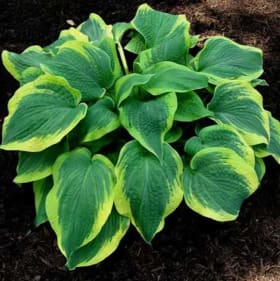 H. 'Evil Woman' item