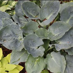 H. 'What's Mine Is Yours' item