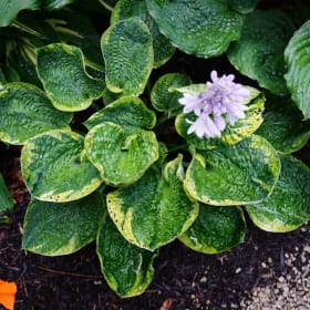 H. 'Bubble Wrap' item