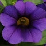 1021-Calibrachoa Million Bells - Blue 10 inch Hanging Basket item