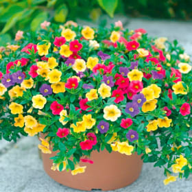 1023-Calibrachoa Million Bells Mixed-10 inch  Hanging Basket item
