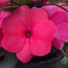1061-New Guinea Impatiens - Pink	10in. Hanging Basket item