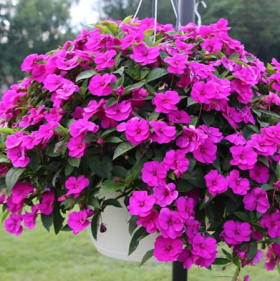 1063-New Guinea Impatiens - Purple	10in. Hanging Basket item