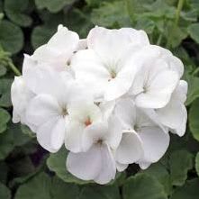 2104-Geranium - White	10 pack 4 inch pots item