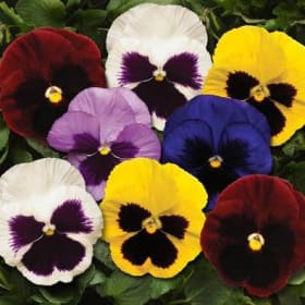 4100-Pansy - Mixed	Flat of 32 plants item