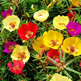4135- Portulaca - Mixed	Flat of 32 plants item